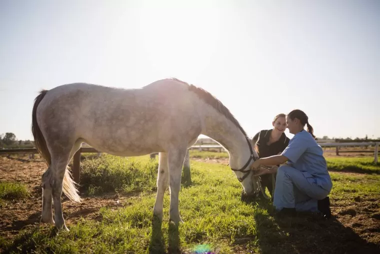 Magnétisme pour chevaux avec troubles anxieux, Bourg-en-Bresse, Maure Christiane